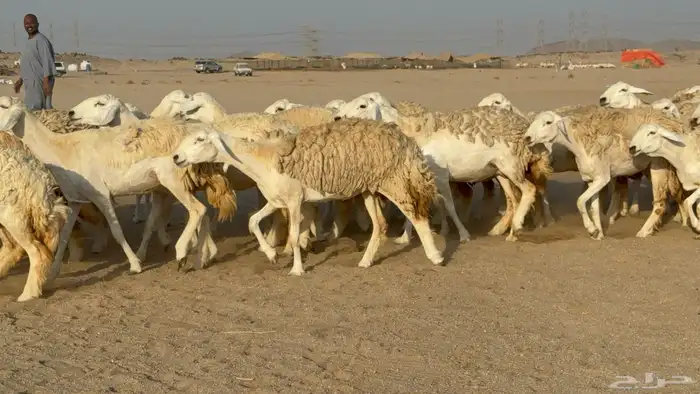 رخال حريات حرش دفيع نودار عددها 80 مولدها 1 والفحل 14