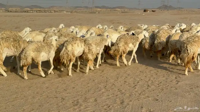 رخال حريات حرش دفيع نودار عددها 80 مولدها 1 والفحل 25