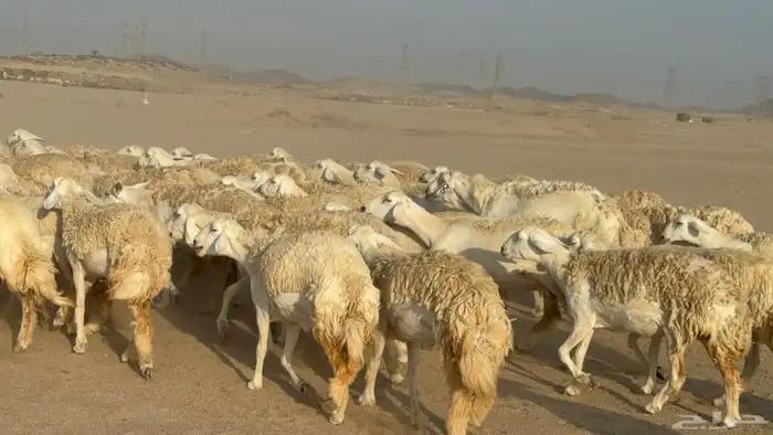 رخال حريات حرش دفيع نودار عددها 80 مولدها 1 والفحل 12