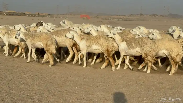 رخال حريات حرش دفيع نودار عددها 80 مولدها 1 والفحل 4