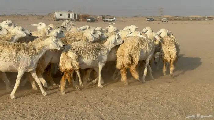 رخال حريات حرش دفيع نودار عددها 80 مولدها 1 والفحل 11