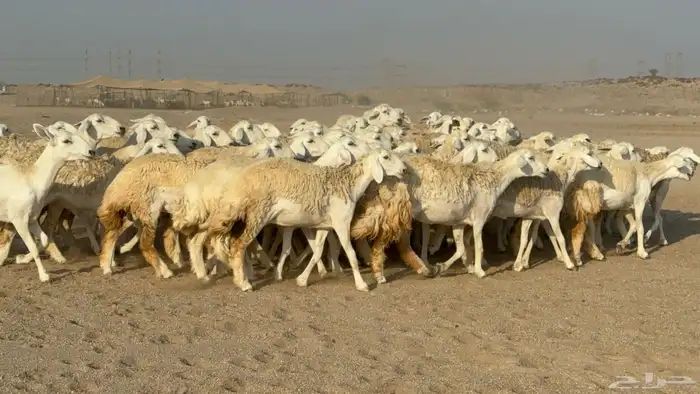 رخال حريات حرش دفيع نودار عددها 80 مولدها 1 والفحل 0