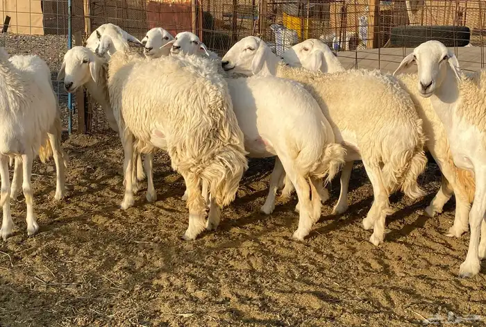 رخال صنف الصنف 2