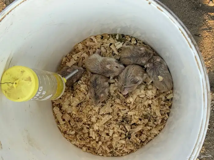 هامستر للبيع 1