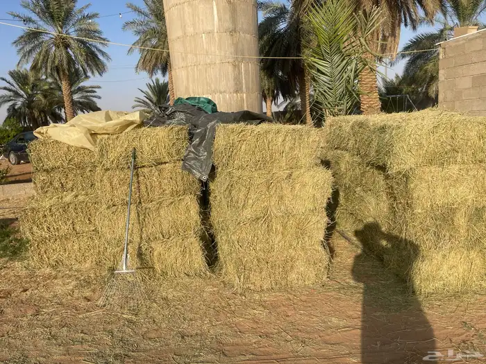 للبيع برسيم صافي العدد 66 بلكة 4