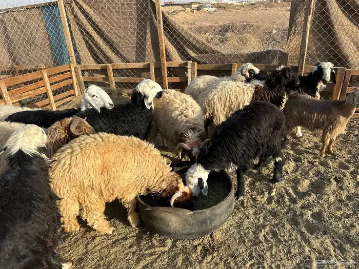 خرفان نعيم ونجد ظهر فل 2