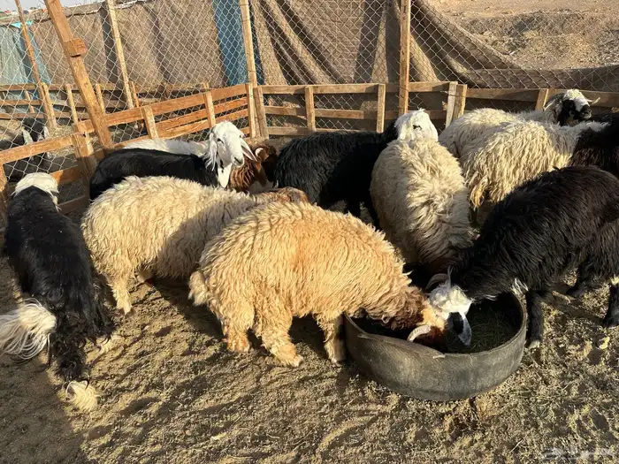 خرفان نعيم ونجد ظهر فل 1