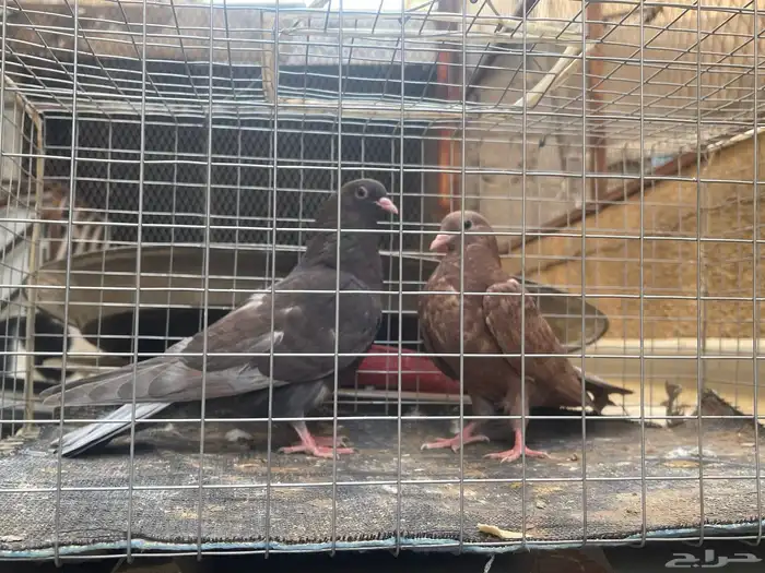 قطايف 0