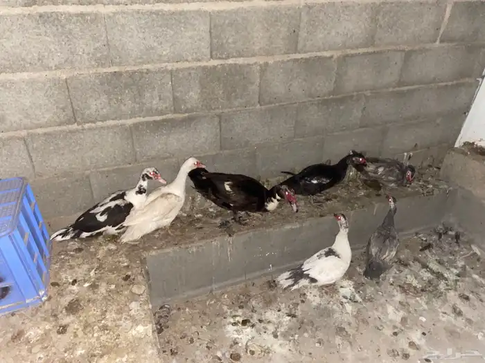 للبيع بط 0