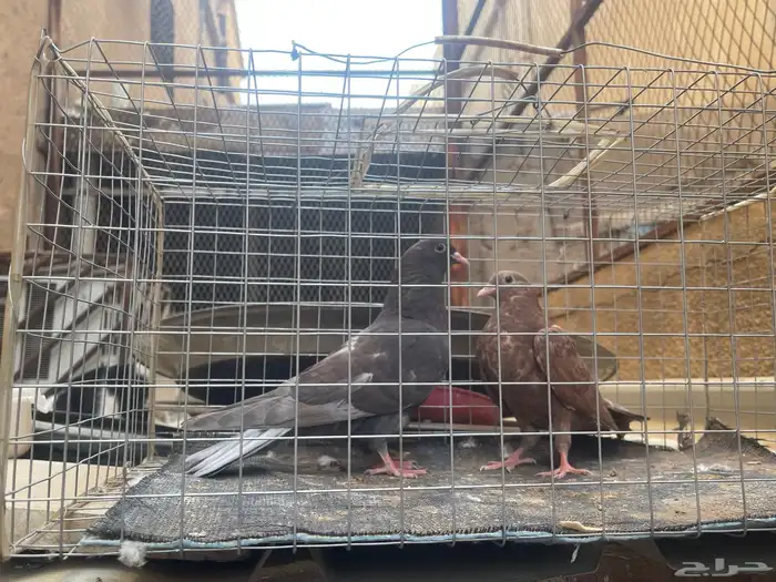 قطايف 2