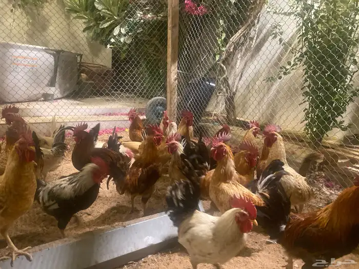 ديك بلدي 2