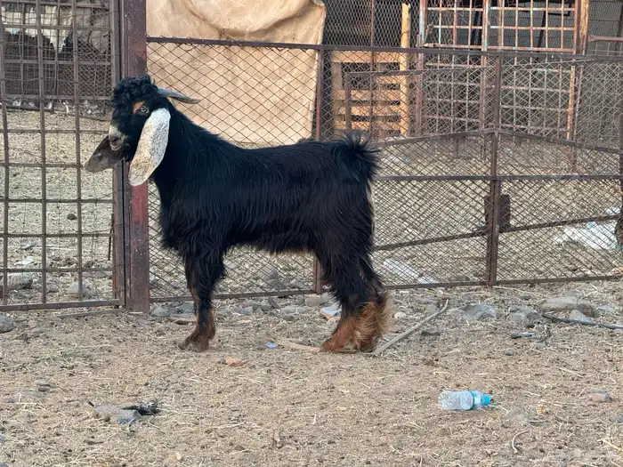 جفار حو عوارض تم البيع 1