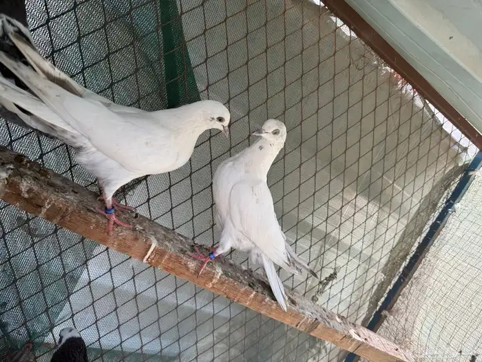 للبيع طبات الآب قولدن وألام وحشي 0