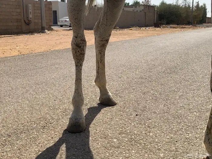 حصان هادي احصان ابل شرط 3