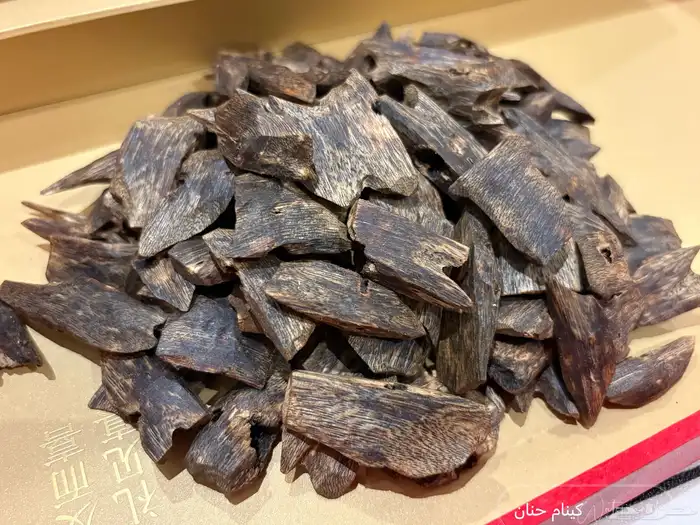 عود كينام مستزرع طبيعي 0