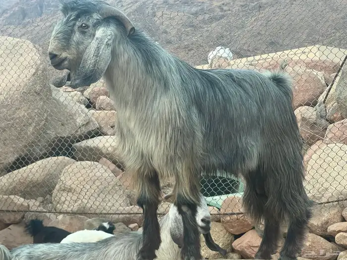 تيس فحل جرم 0