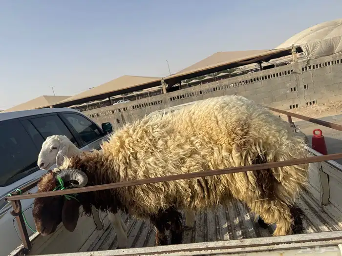 خاروف نعيم جذع تم البيع 0
