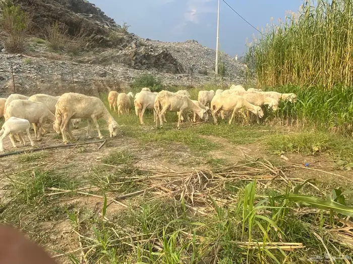 ضان للبيع مقاني 1