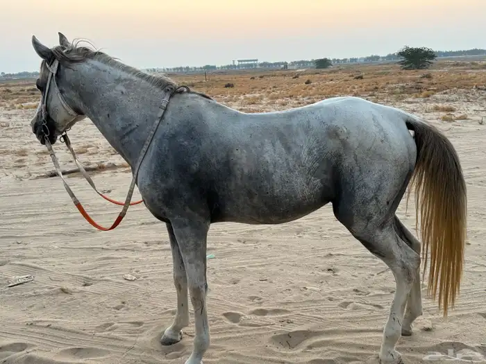 حصان جزيري واهو البيع مستعجل 1