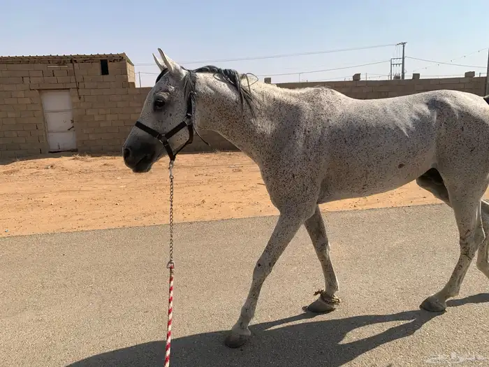 حصان هادي احصان ابل شرط 2