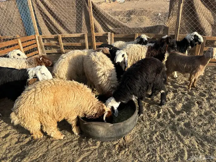 خرفان نعيم ونجد ظهر فل 0