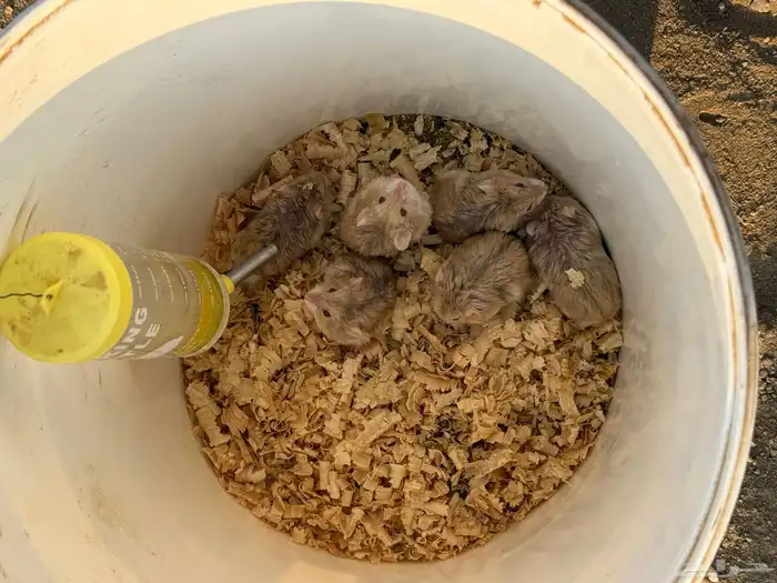 هامستر للبيع 3