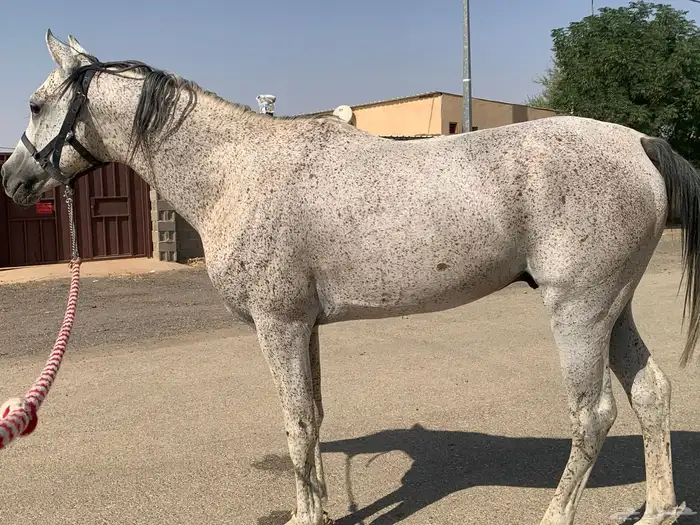 حصان هادي احصان ابل شرط 0