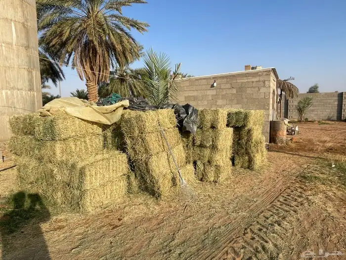 للبيع برسيم صافي العدد 66 بلكة 5