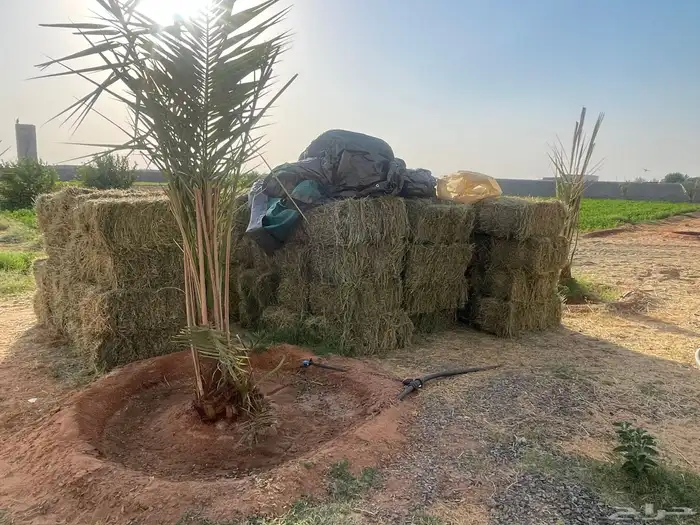 للبيع برسيم صافي العدد 66 بلكة 0