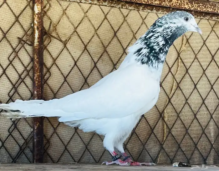 جوز بتيرا 0