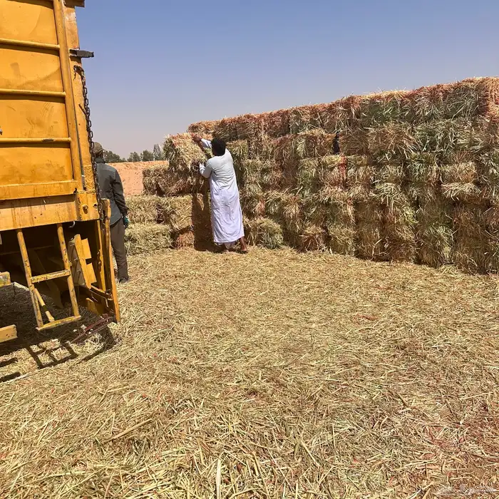 برسيم صافي و ذرة جيزانية 8