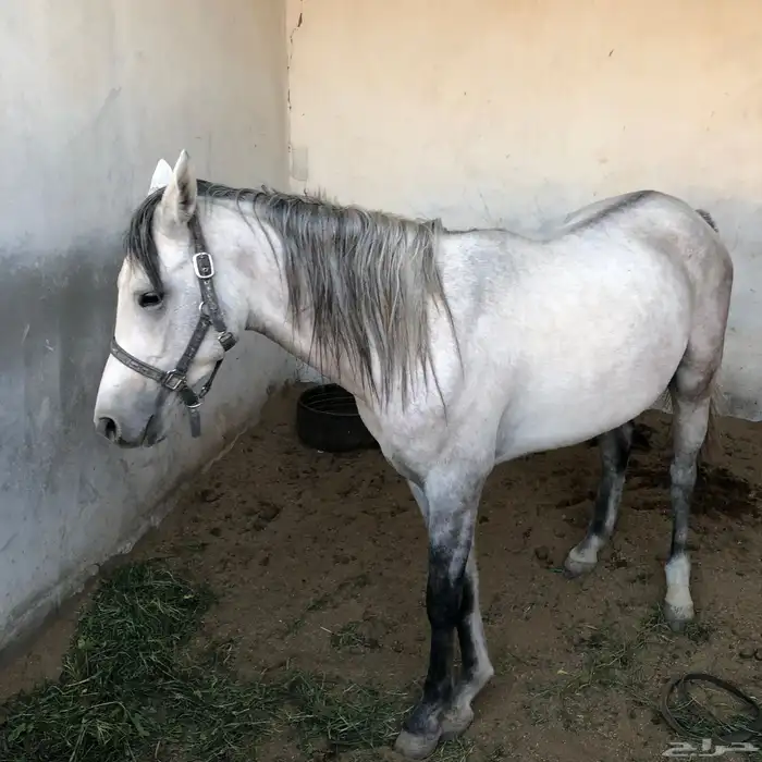 لبيع 1