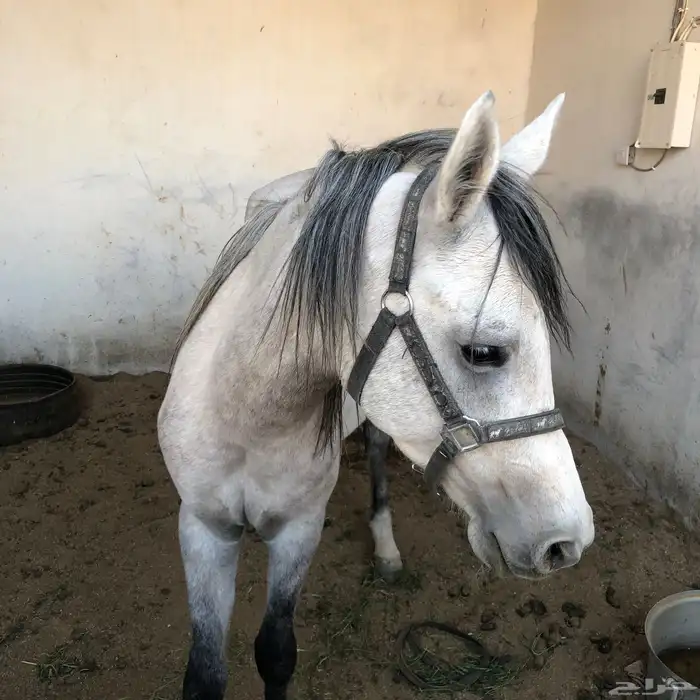 لبيع 2