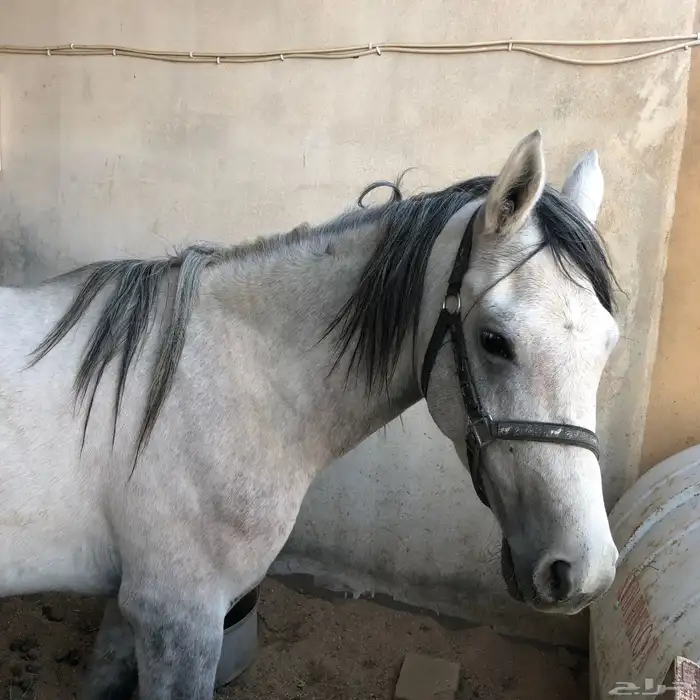 لبيع 0