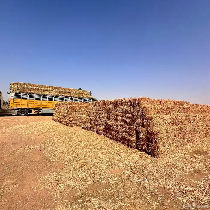 برسيم صافي و ذرة جيزانية 7