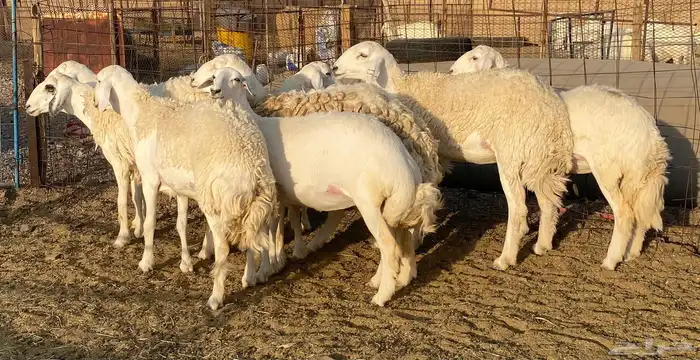 رخال حريات صنف الصنف فواخر 8