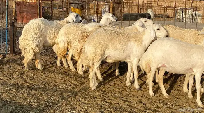 رخال صنف الصنف 0
