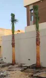 نخل واشنطن 2