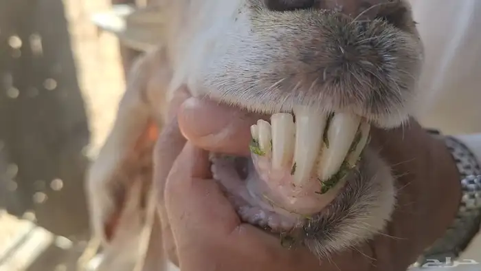 عنزين مشاريك بيض طيبه لاهل الزين 3