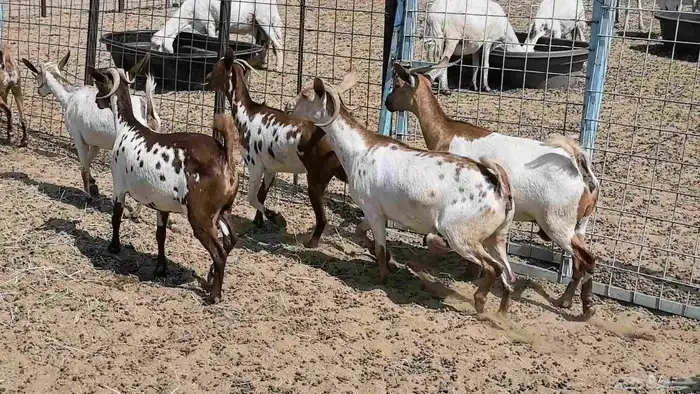 معزا محايليه وجنوبيه دفيع ماعز مقاني مراح 15