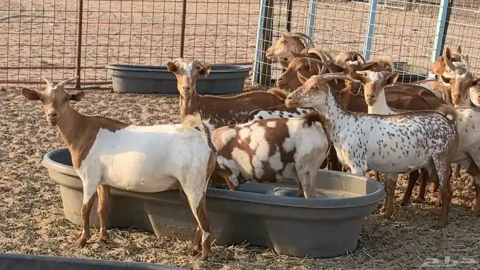 معزا محايليه وجنوبيه دفيع ماعز مقاني مراح 21