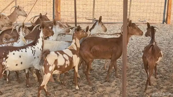 معزا محايليه وجنوبيه دفيع ماعز مقاني مراح 19
