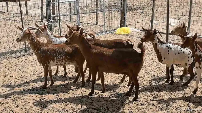 معزا محايليه وجنوبيه دفيع ماعز مقاني مراح 6