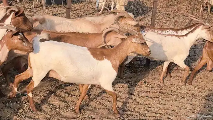 معزا محايليه وجنوبيه دفيع ماعز مقاني مراح 38