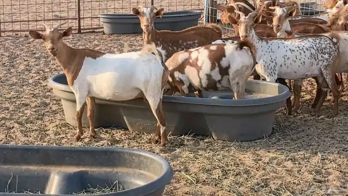 معزا محايليه وجنوبيه دفيع ماعز مقاني مراح 18