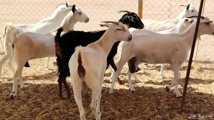 معزا بيشيات طيبه 9 تحتها 3 من 1050 13