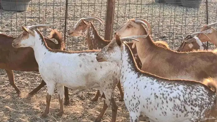 معزا محايليه وجنوبيه دفيع ماعز مقاني مراح 42