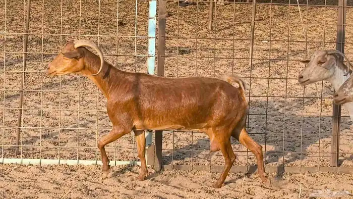 معزا محايليه وجنوبيه دفيع ماعز مقاني مراح 1