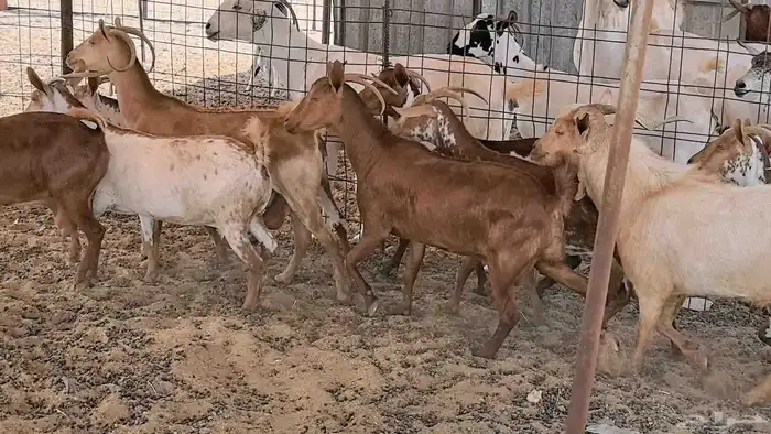 معزا محايليه وجنوبيه دفيع ماعز مقاني مراح 13