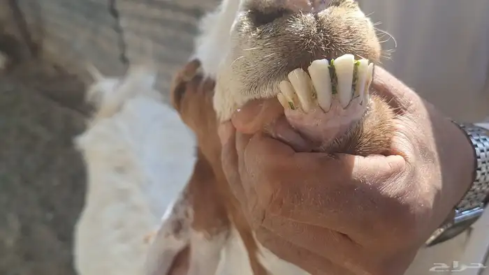 عنزين مشاريك بيض طيبه لاهل الزين 2